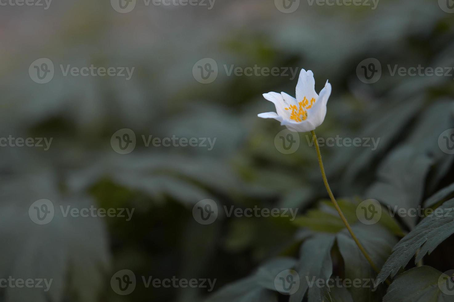 Anemonoides nemorosa, wood anemone common white early flower photo
