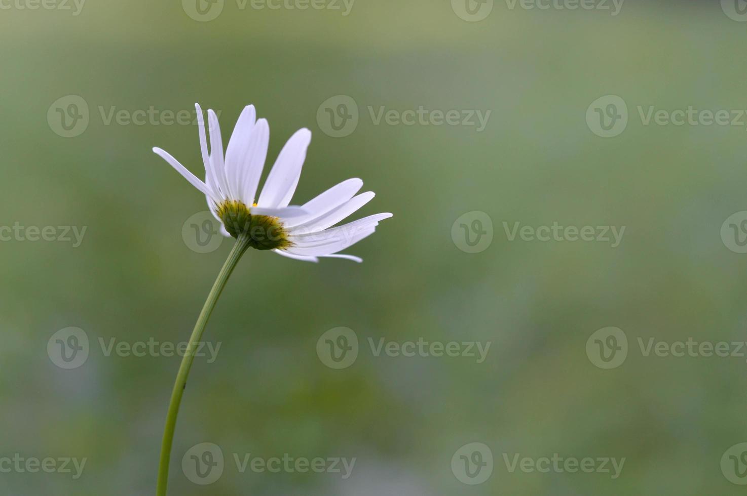 Ox eye daisy, in nature close up, white wild flower photo