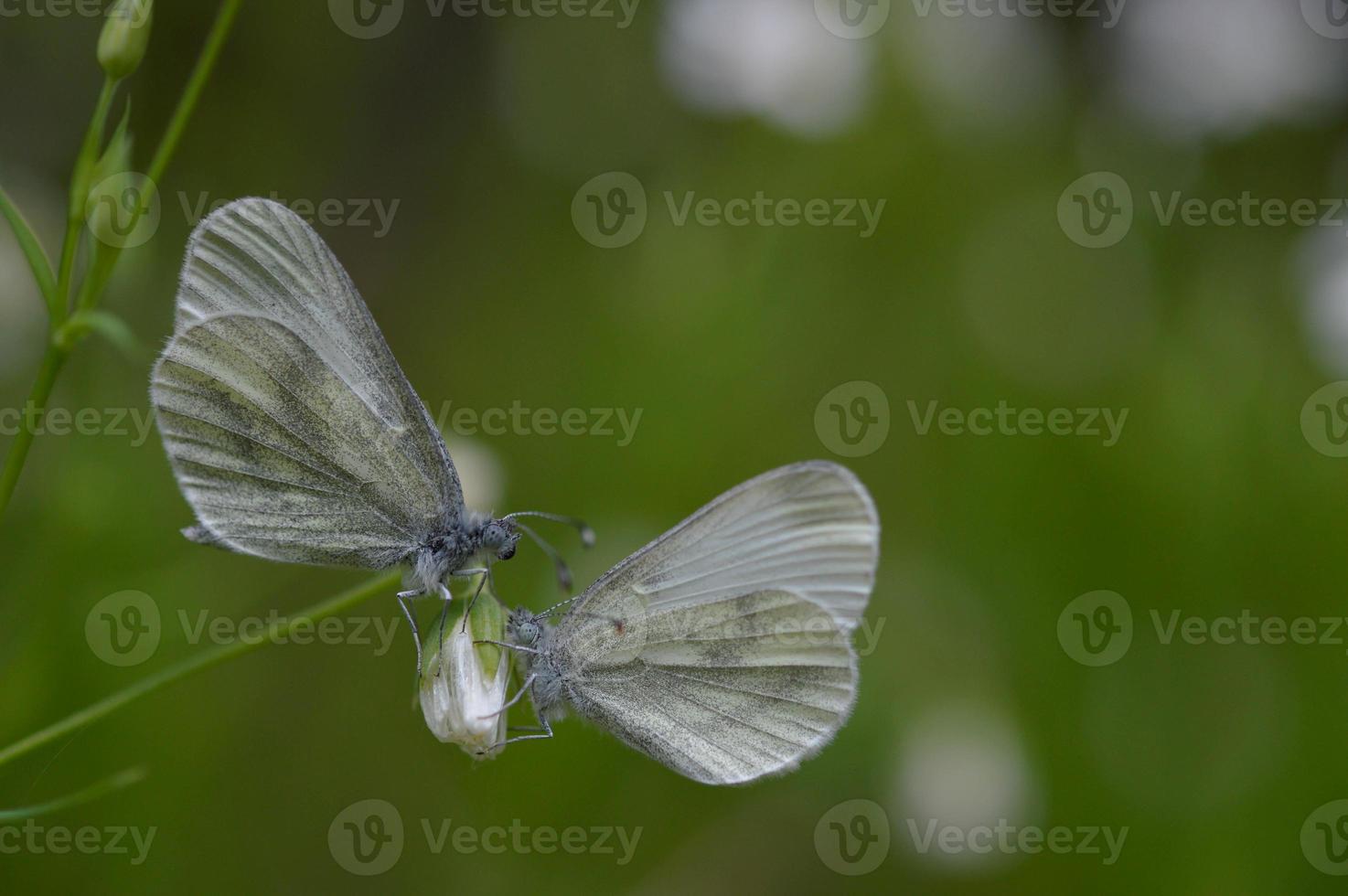 A pair of wood white butterfly macro on a flower, two. photo