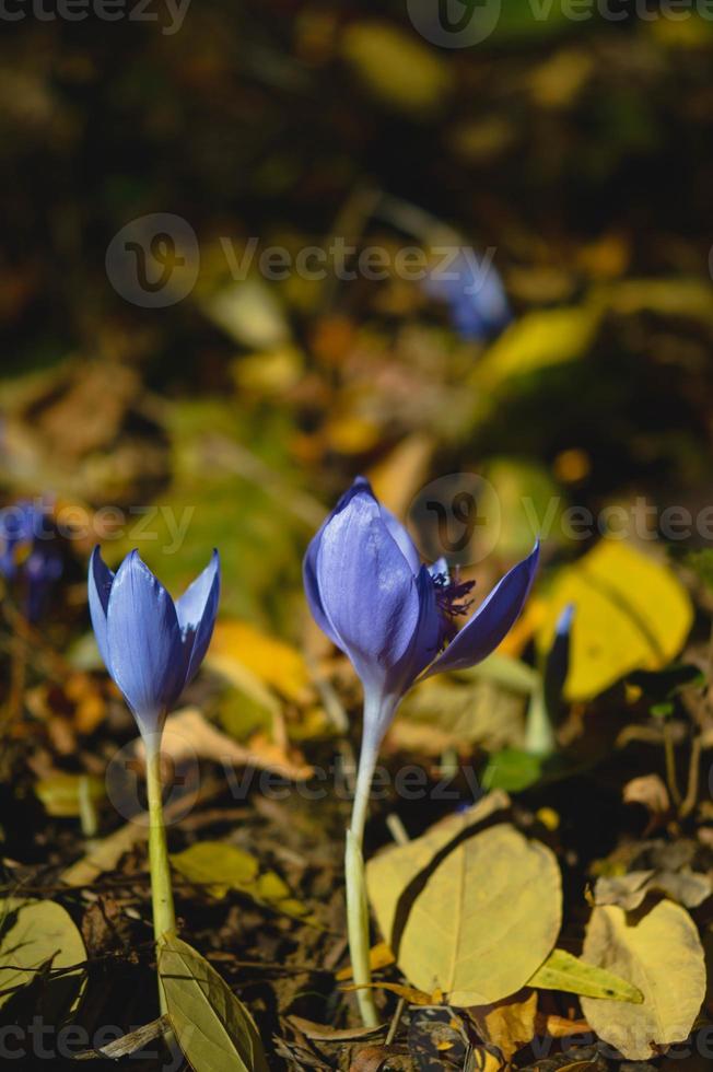 Crocus banaticus, purple early Autumn wild flower photo