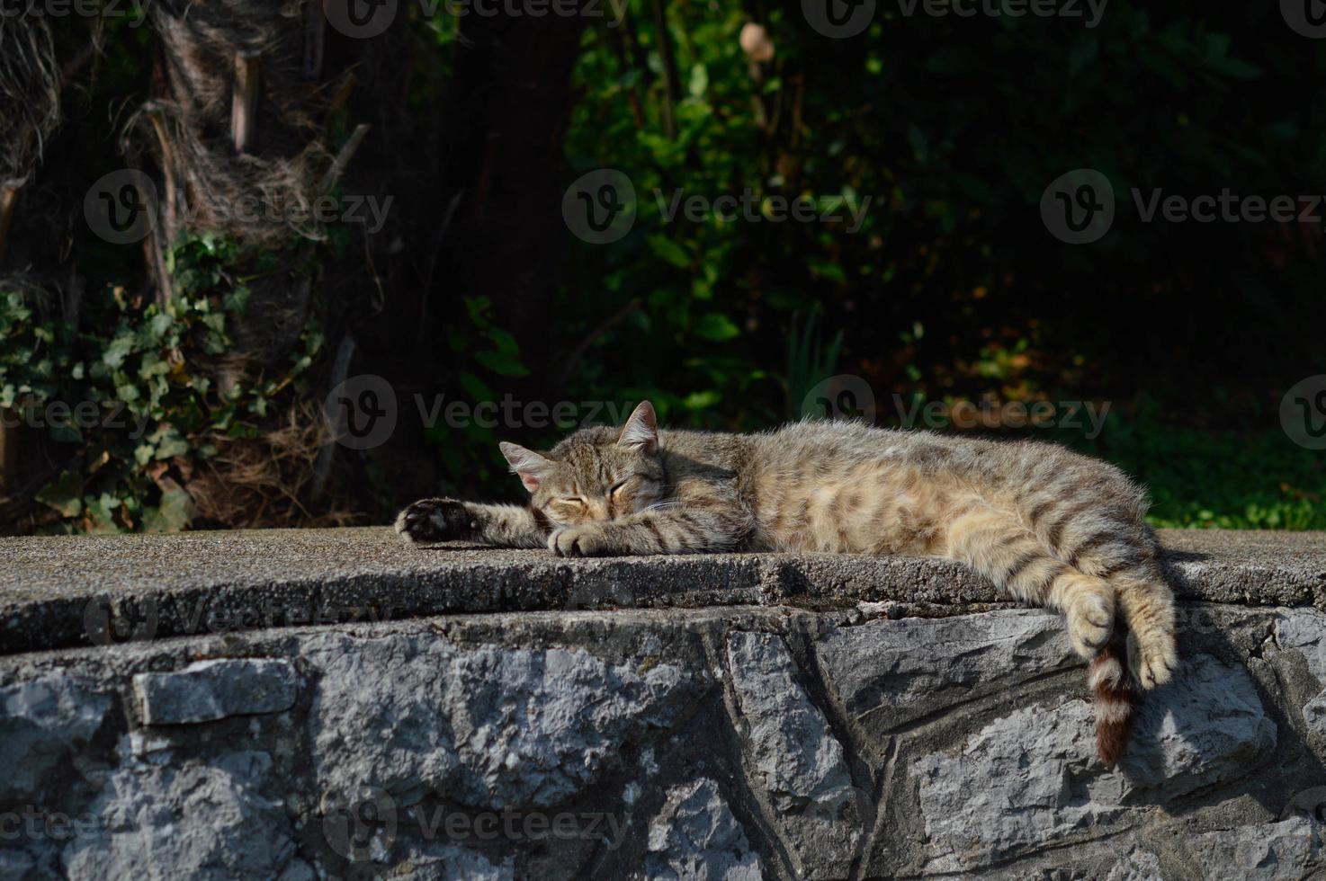 Cute cat outdoors on the street laying , cat with stripes, photo