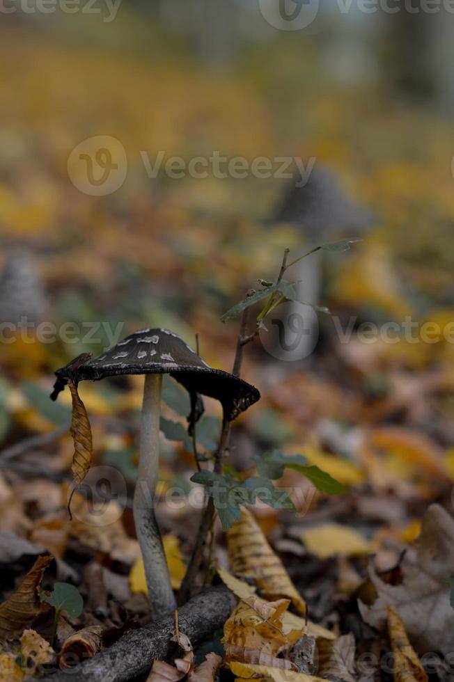 Brown and white spotted mushroom photo