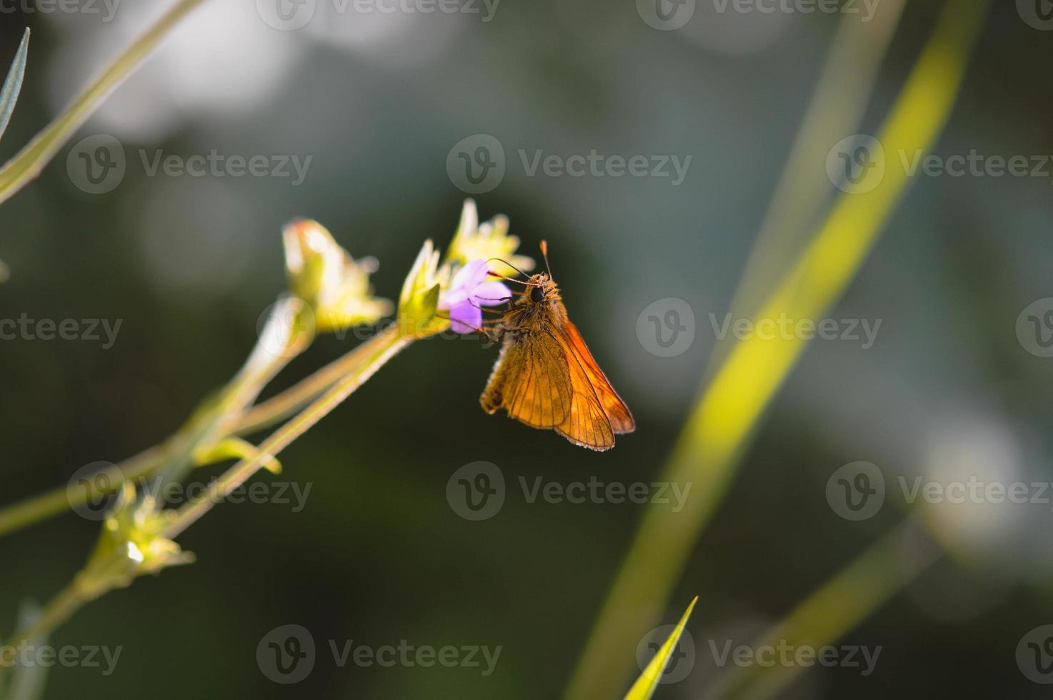 mariposa capitán, diminuta polilla de cobre sobre una flor morada foto