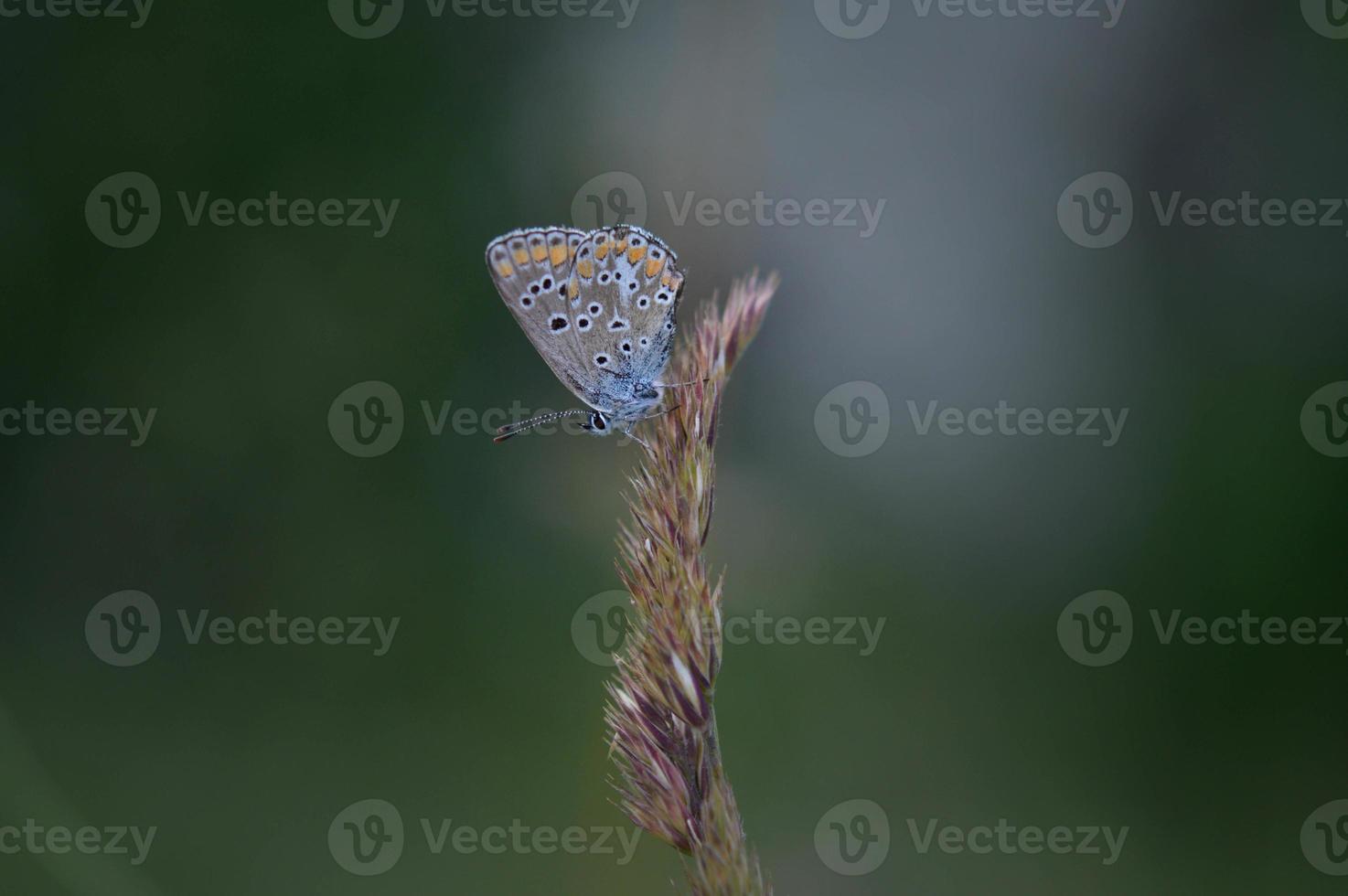 pequeña mariposa gris y azul con manchas naranjas y negras foto