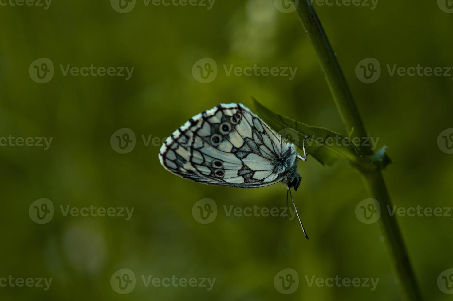 Black and white, marbled white butterfly in nature photo