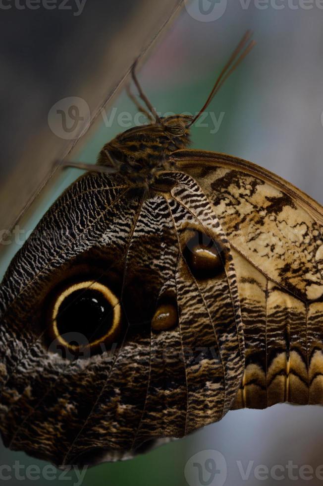 Owl butterfly in the butterfly house, big brown butterfly photo