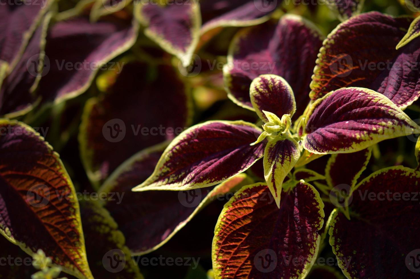 hojas moradas y amarillas, hoja roja con amarillo en el borde. plantas ornamentales. foto