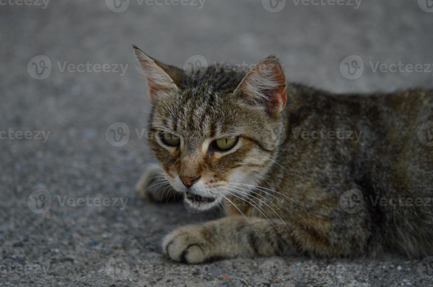 retrato de gato, gato callejero rayado en el suelo, foto