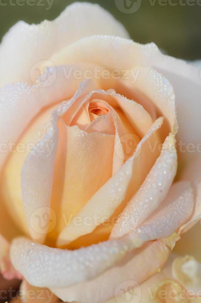 Peach rose close up after rain with water drops. photo