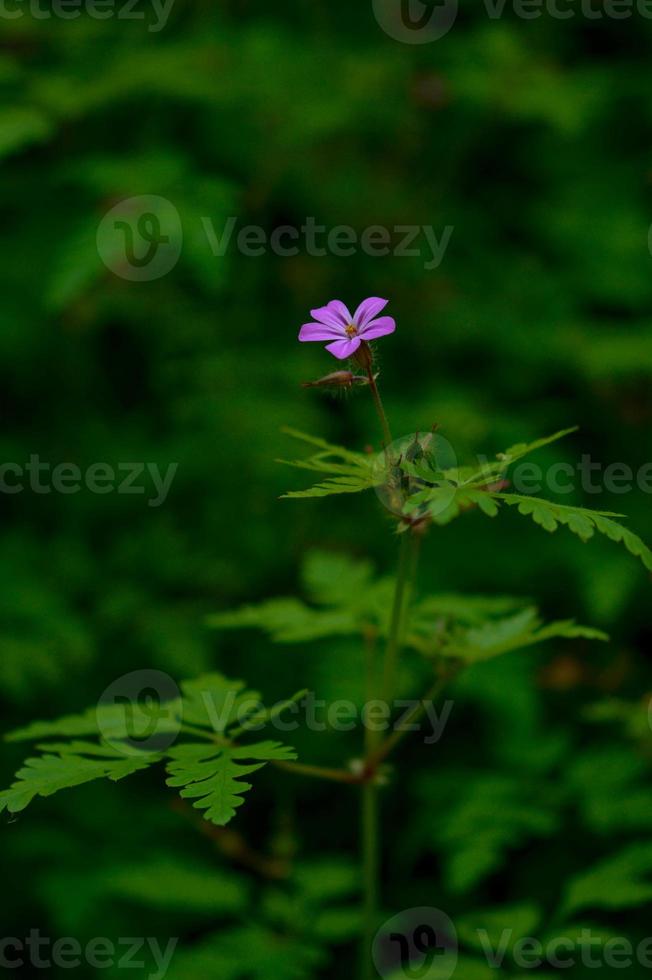 Geranium robertianum, small purple flower, photo