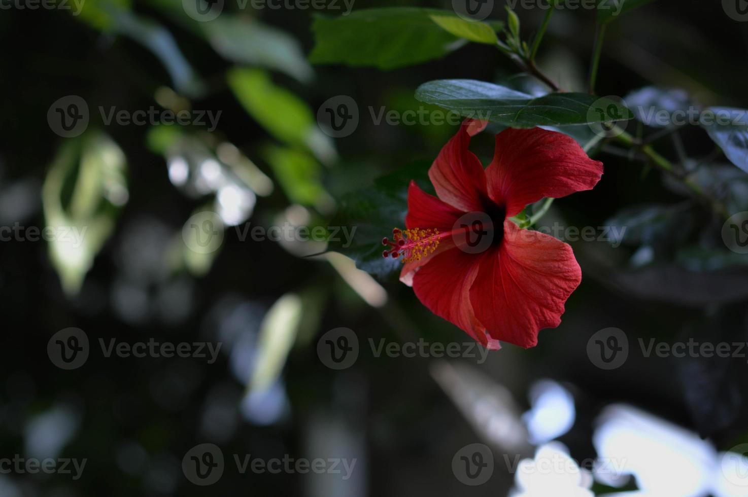 Dark red hibiscus in the botanical garden, deep red flower photo