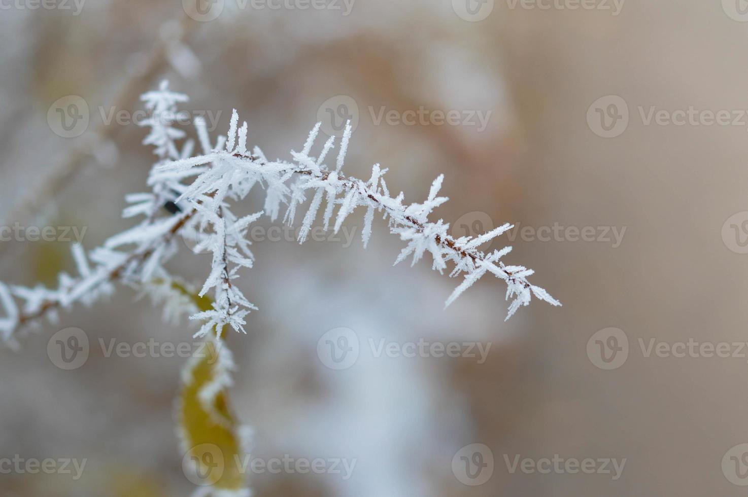 Frozen tree branch with ice flakes, winter nature, cold photo