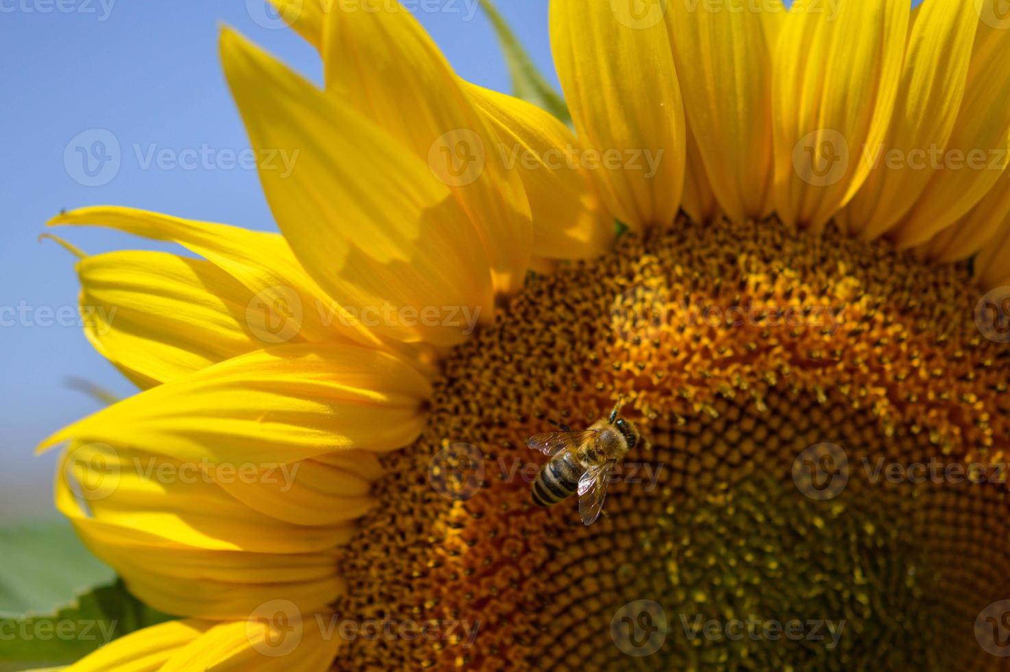 Bee on a sunflower, macro, pollinating, big yellow flower. photo