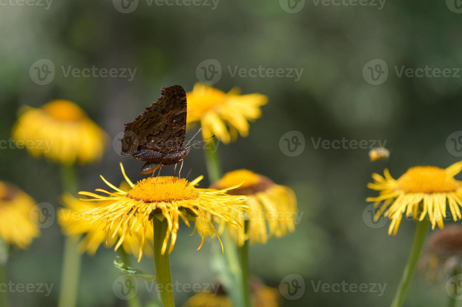Peacock butterfly side view on a yellow flower macro. photo