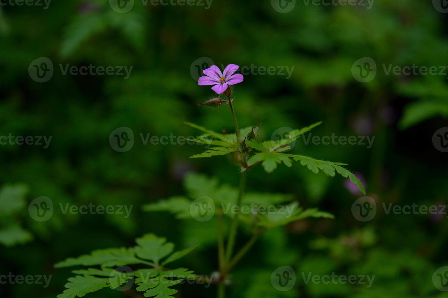 Geranium robertianum, small purple flower, photo