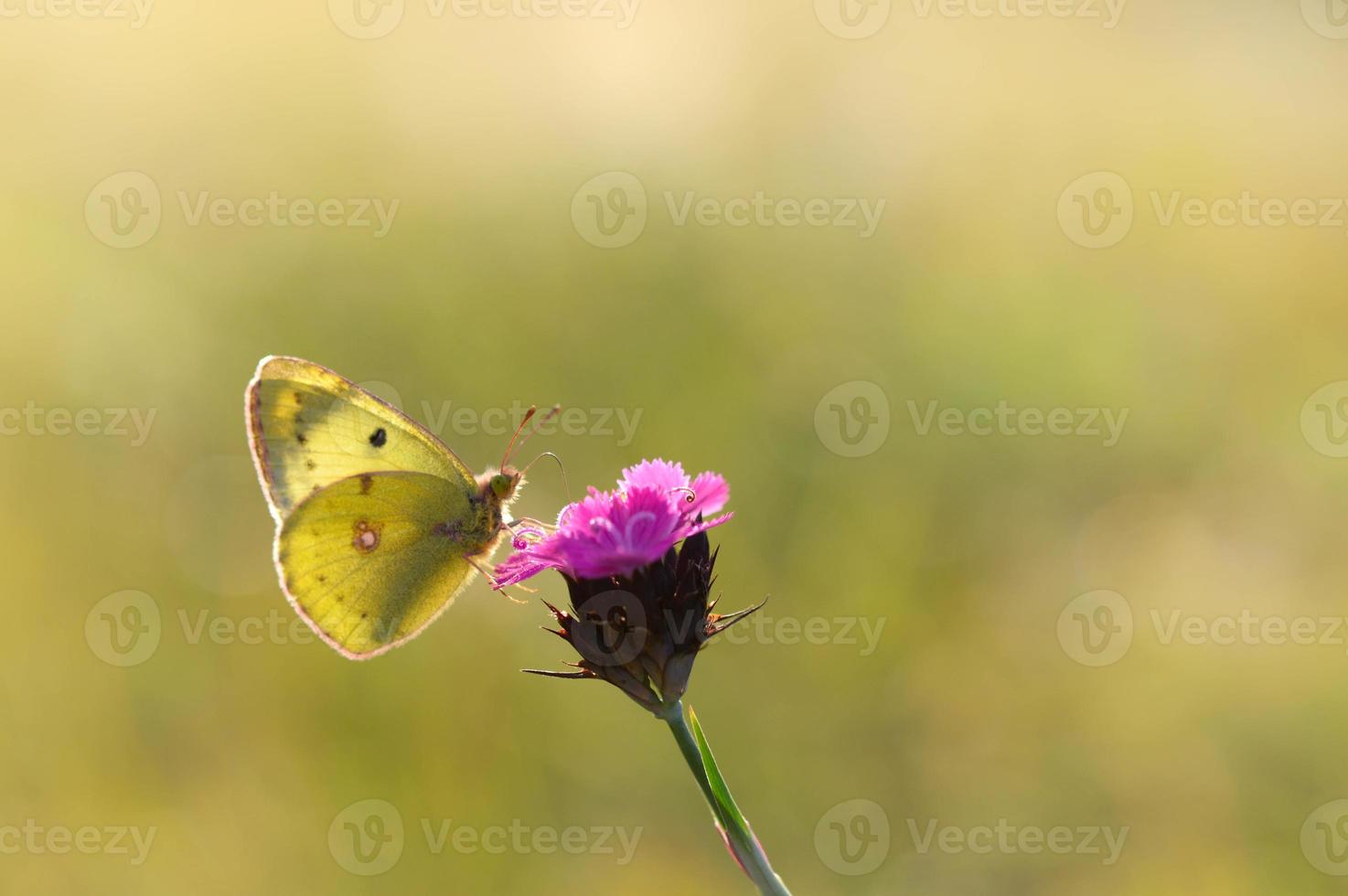 Clouded yellows, yellow butterfly on a flower in nature macro. photo