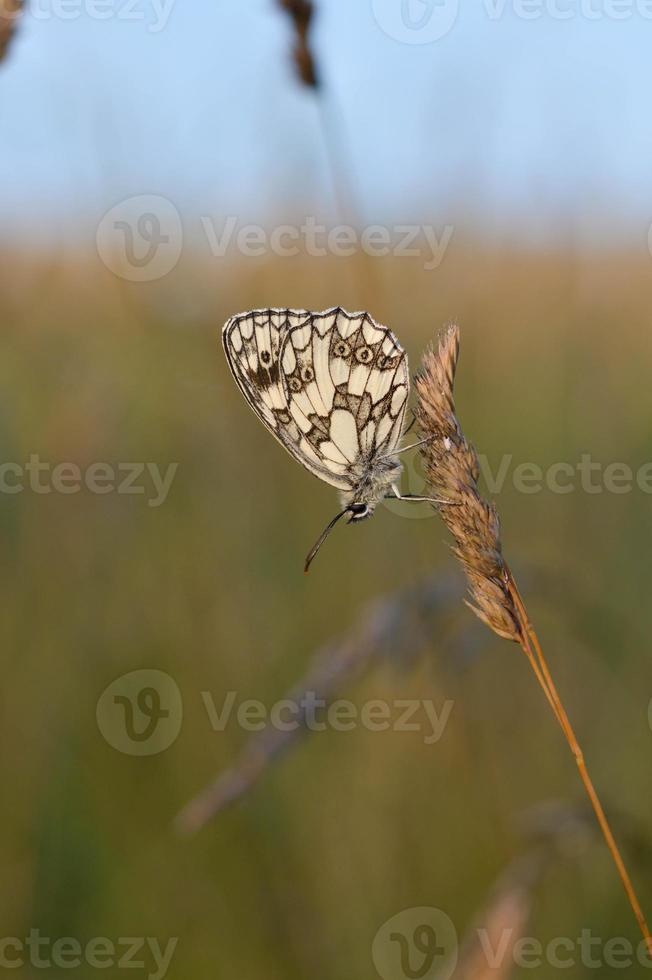 Nature photography whit a close up butterfly photo