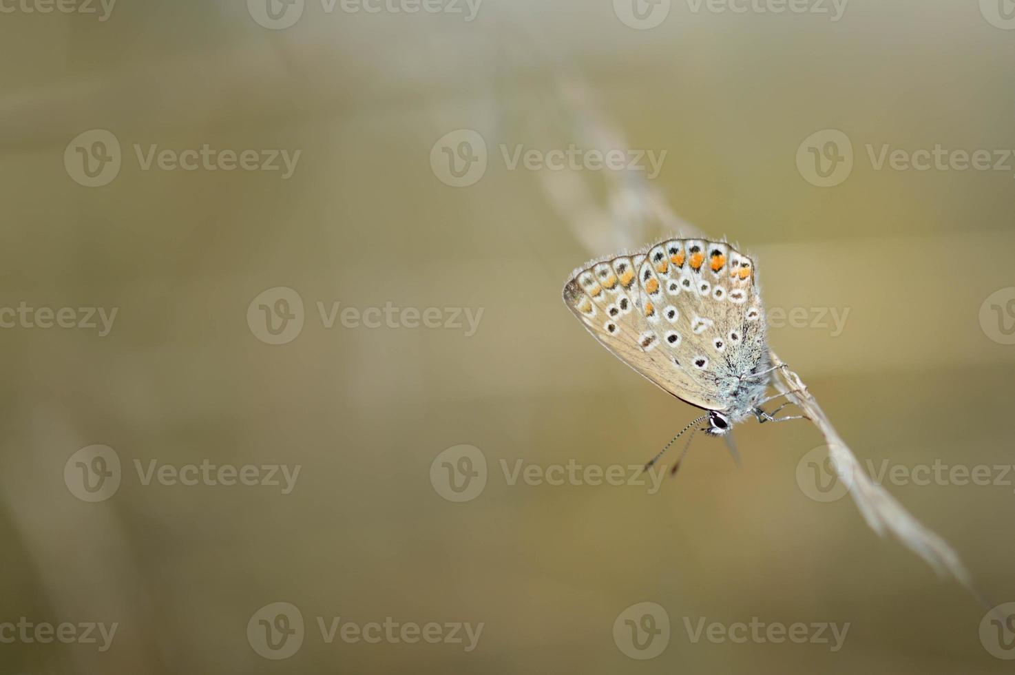 mariposa pequeña argus marrón en una planta en la naturaleza macro foto