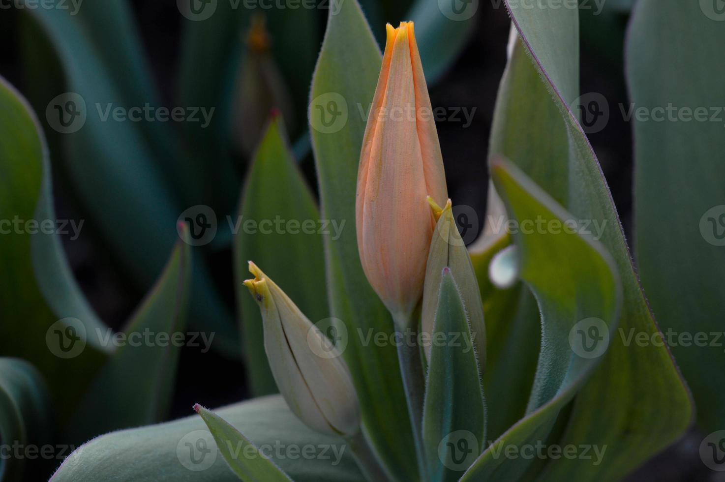 tulipanes naranjas de cerca, capullo de tulipán foto