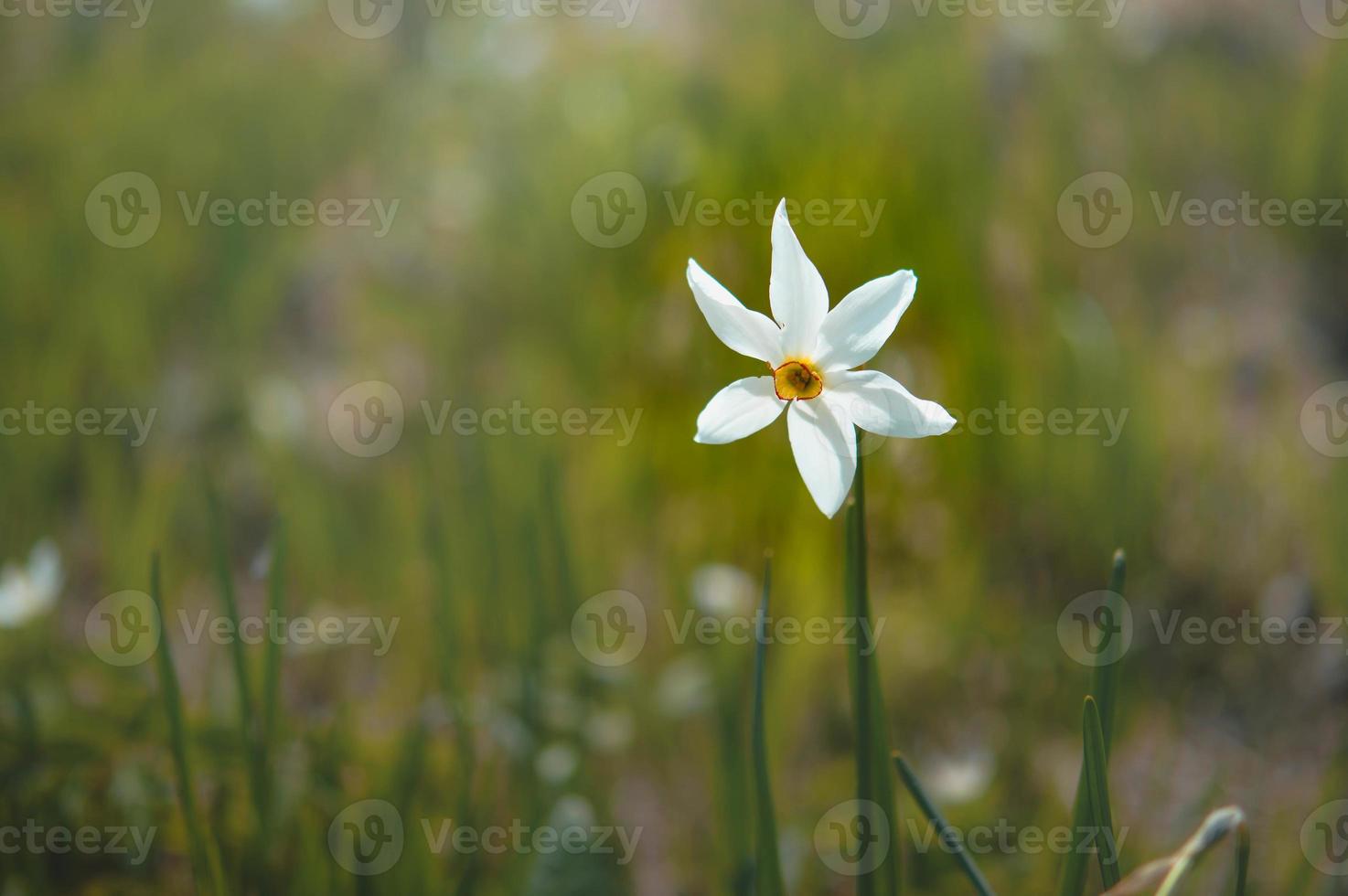 One white daffodil in the wild. Poet's narcissus on a field. photo