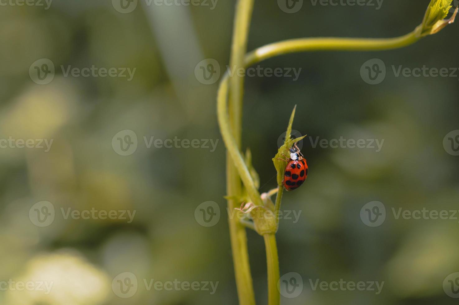 Ladybug on a plant, red bug with black spots photo