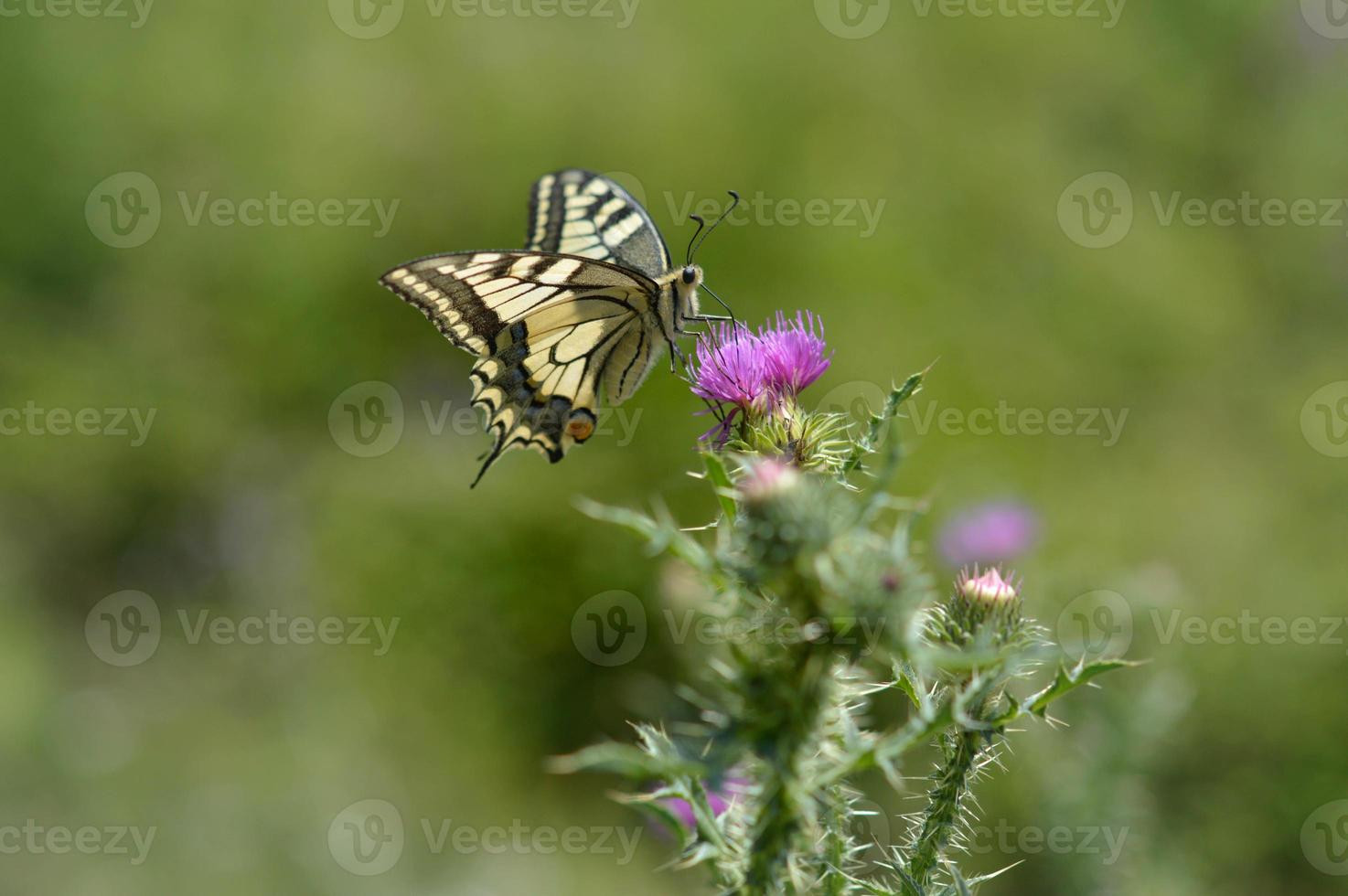 mariposa de cola de golondrina del viejo mundo en una flor de cardo de lanza foto