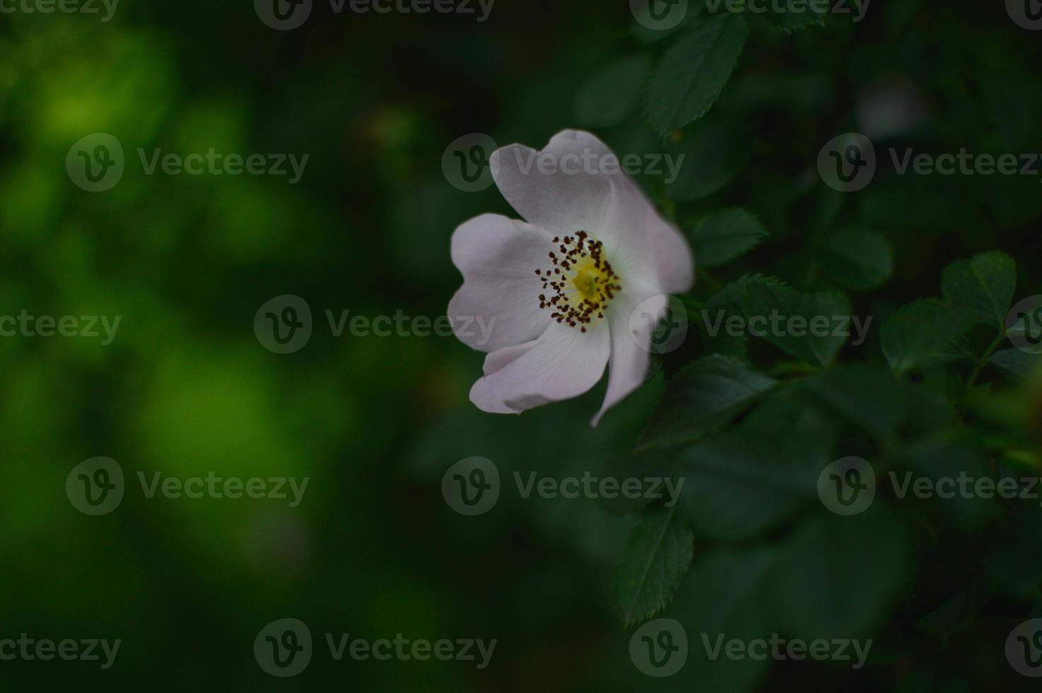 One wild rose, dog rose, one flower head on the bush photo