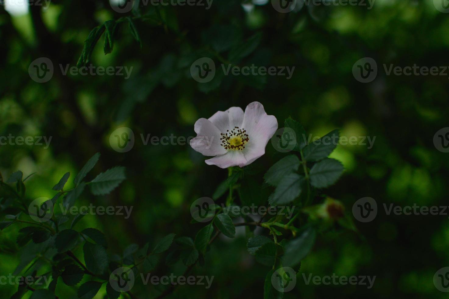 One wild rose, dog rose, one flower head on the bush photo