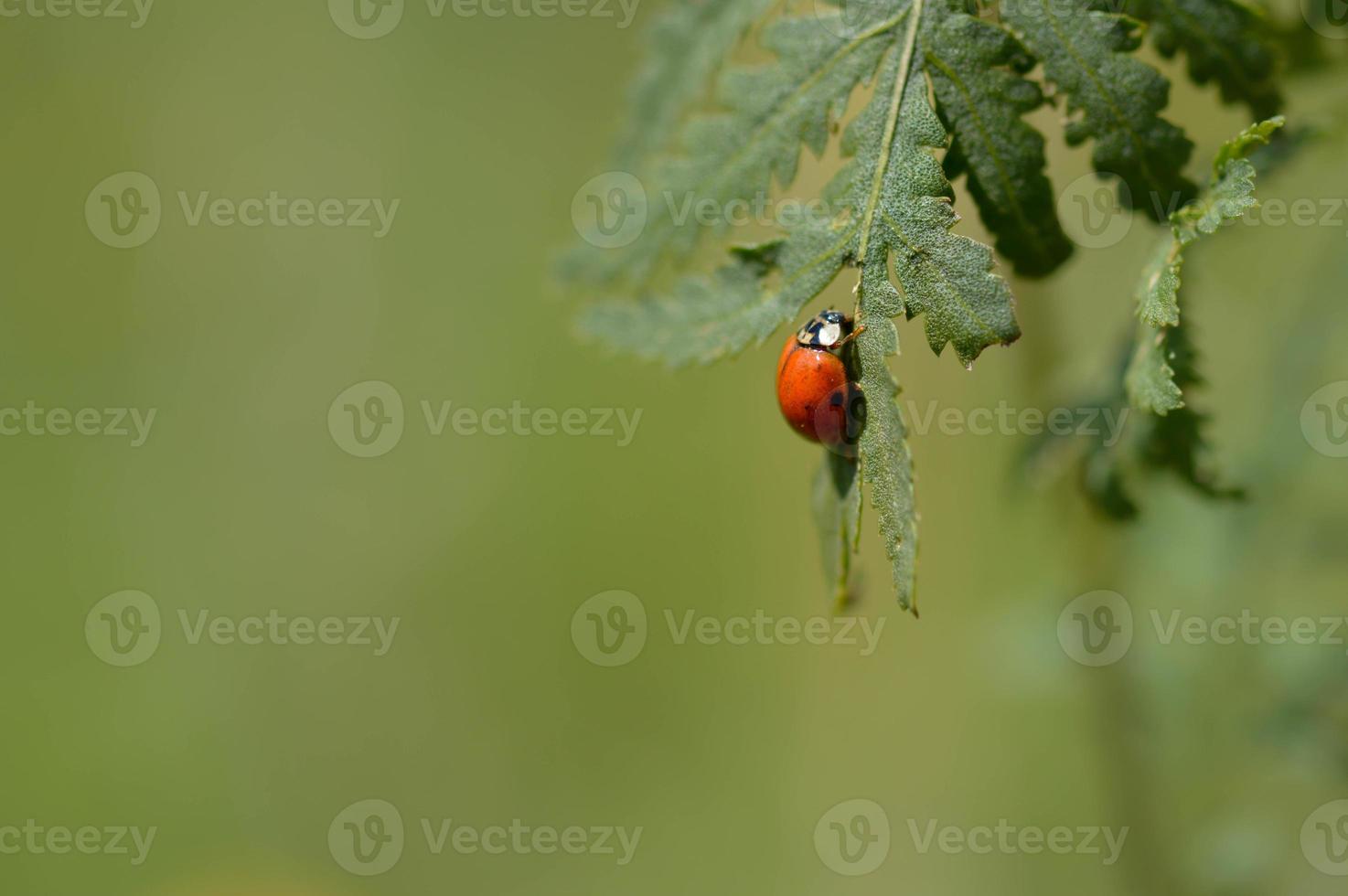 Ladybug on a green leaf in nature, green background photo