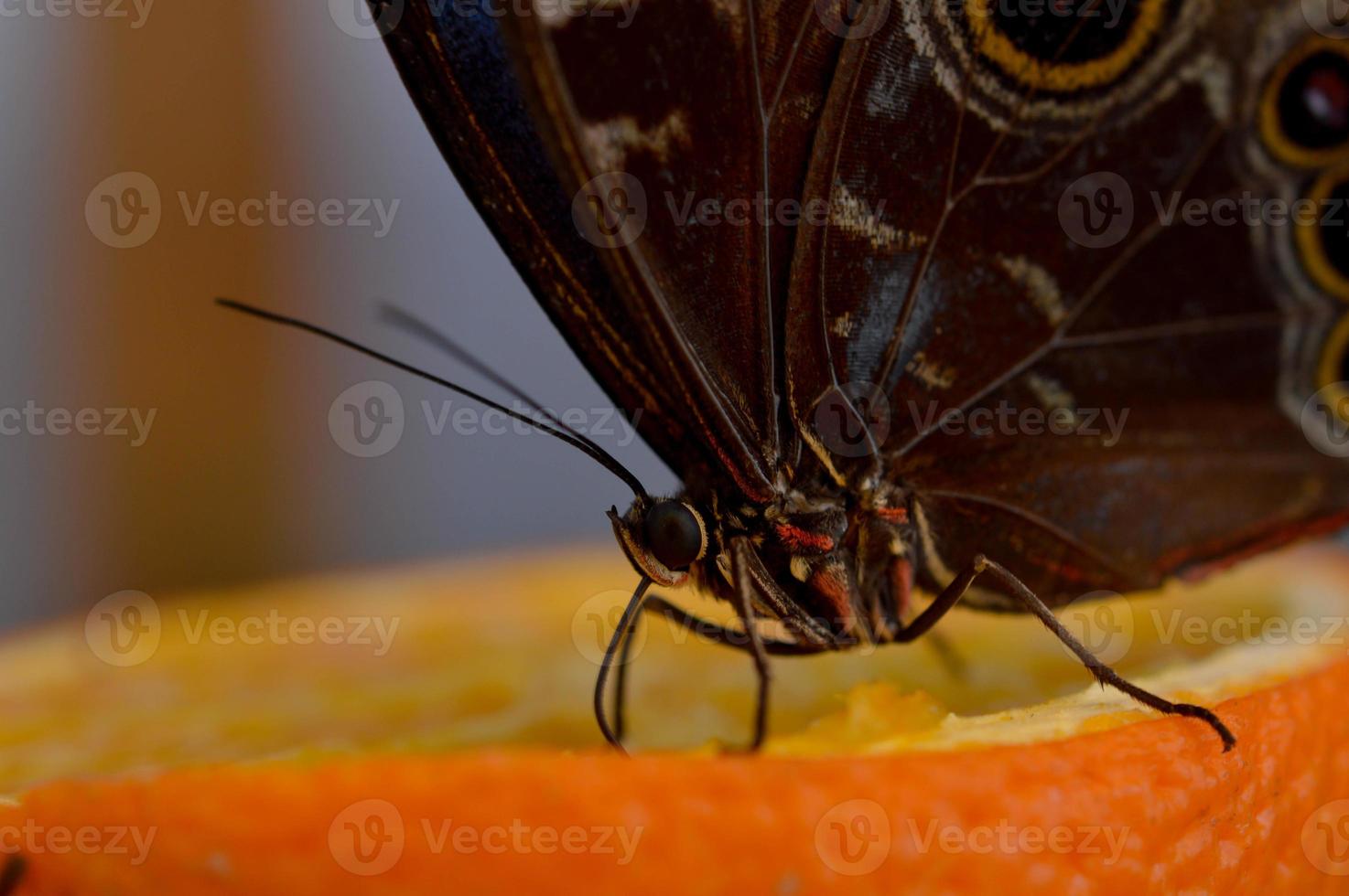 Morpho peleides tropical butterfly feeding on a orange photo