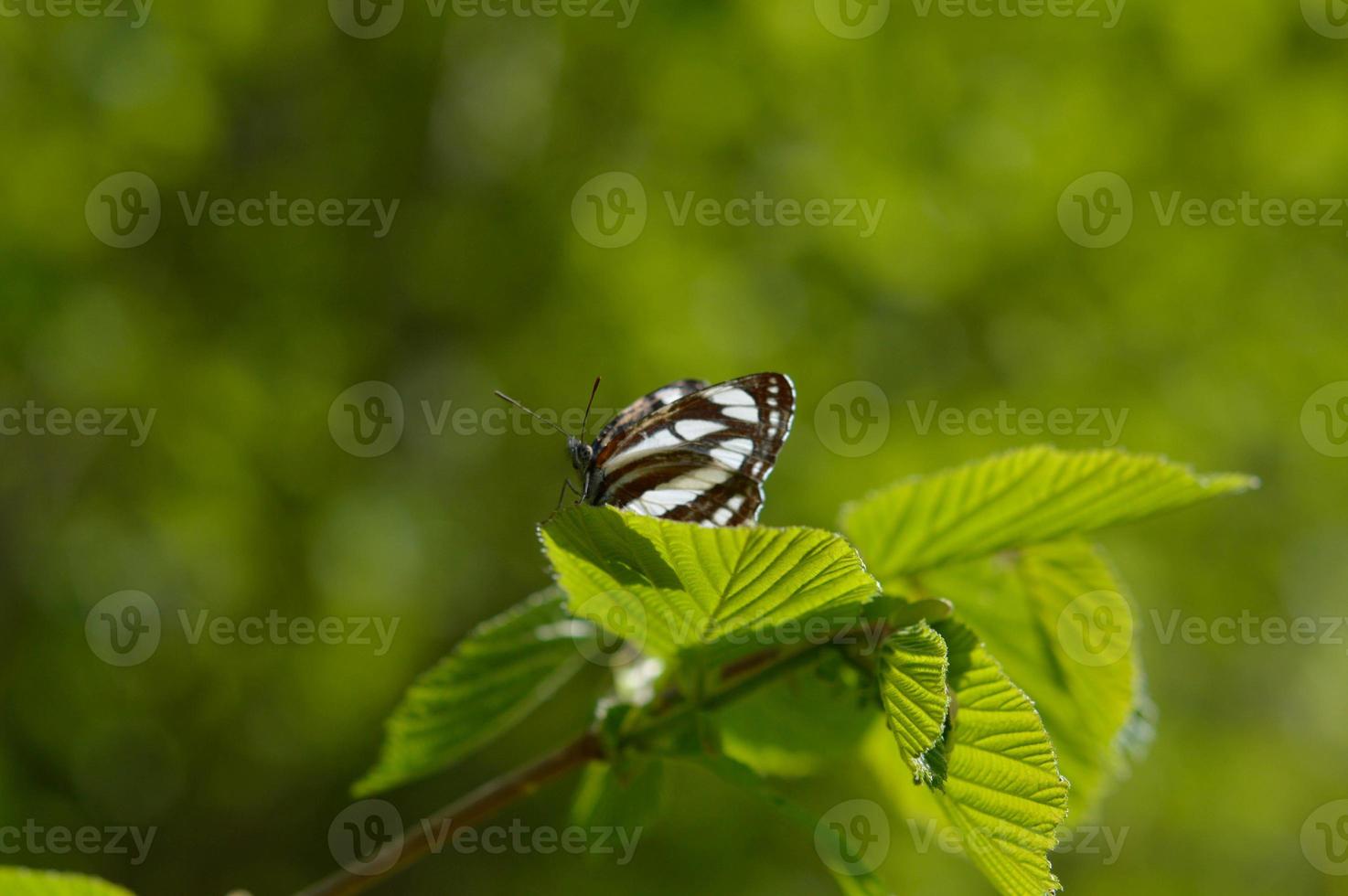 Common sailor, brown and white butterfly on a green leaf macro photo