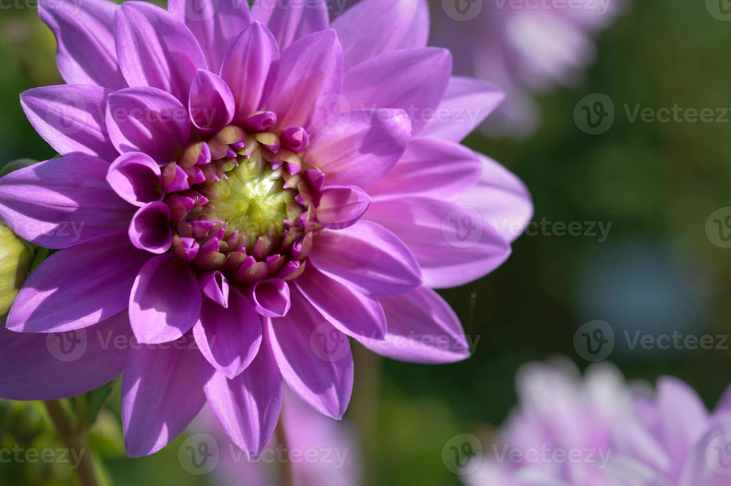 Purple dahlia flower in the garden, green middle, close up photo