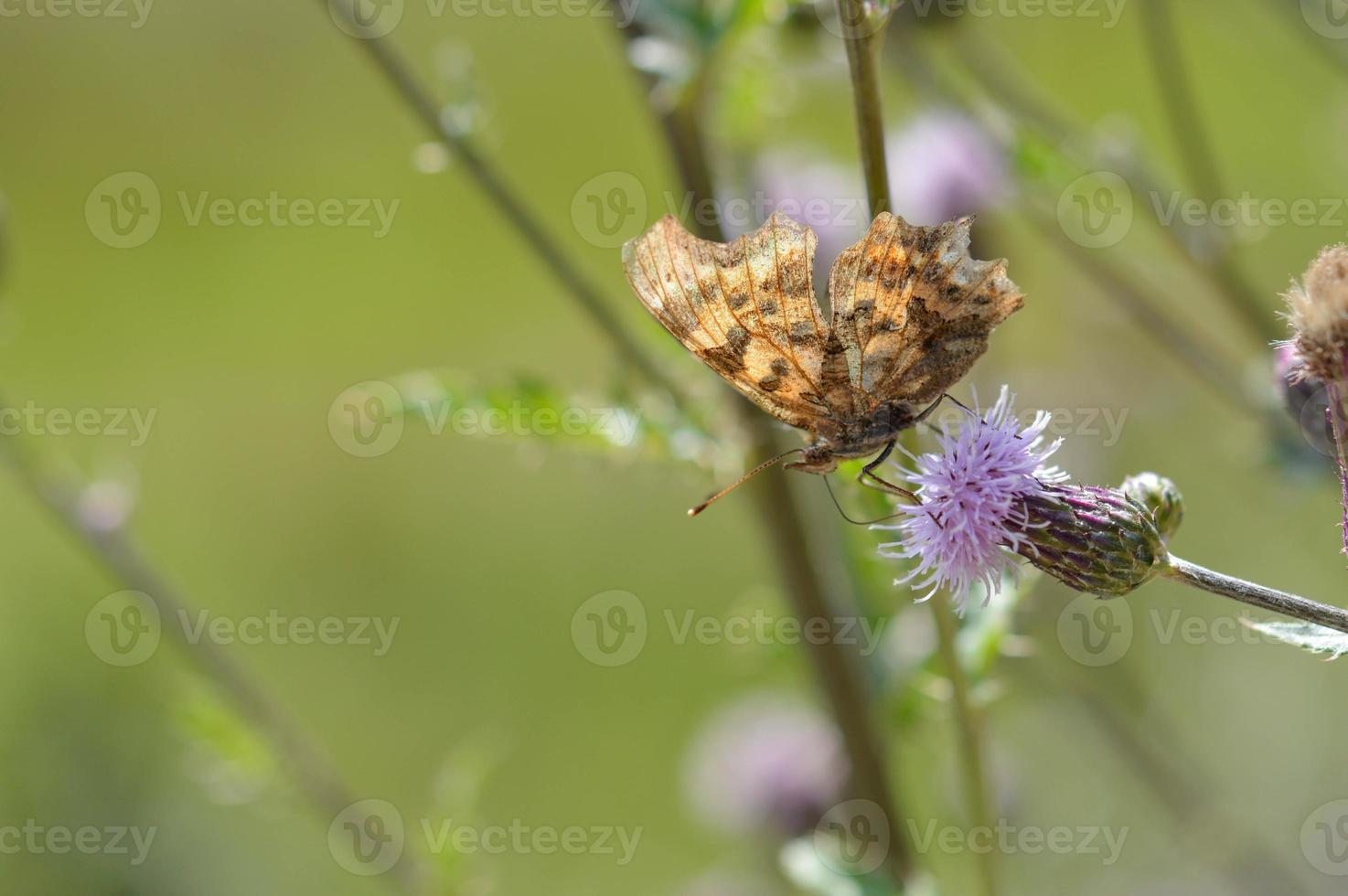 Thistle flower with a comma butterfly in nature, macro photo