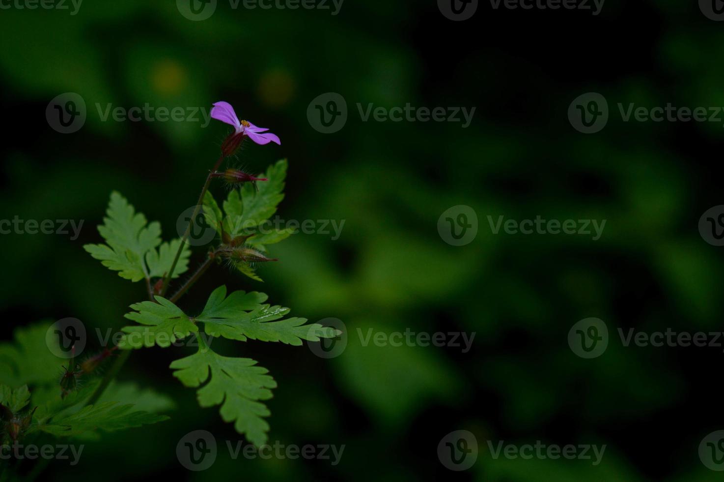 Geranium robertianum, small purple flower, photo