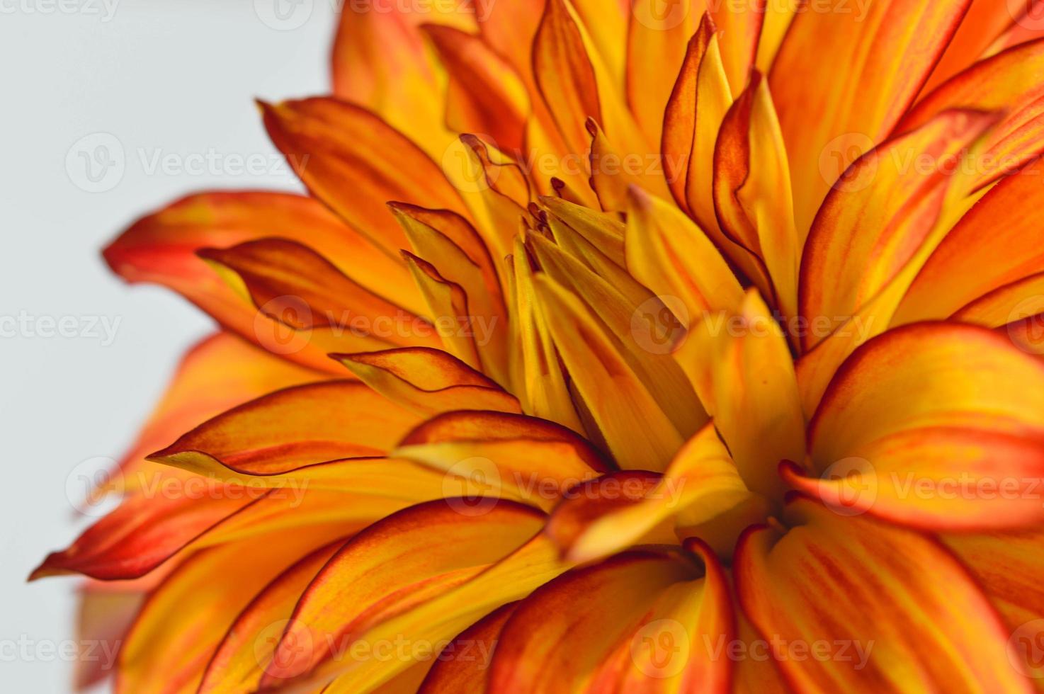 Red and yellow orange dahlia flower close up petals photo