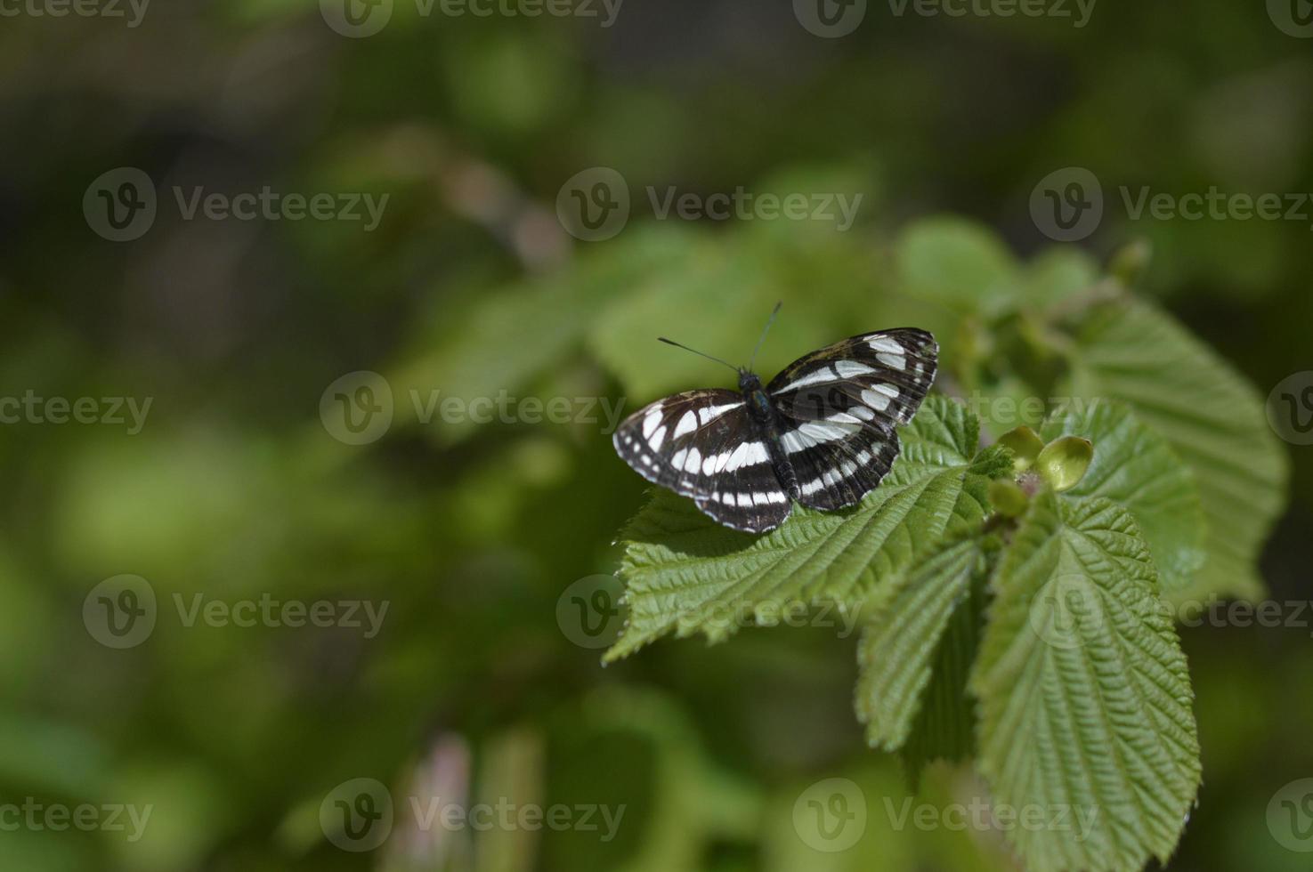 Common sailor black and white butterfly open wings photo