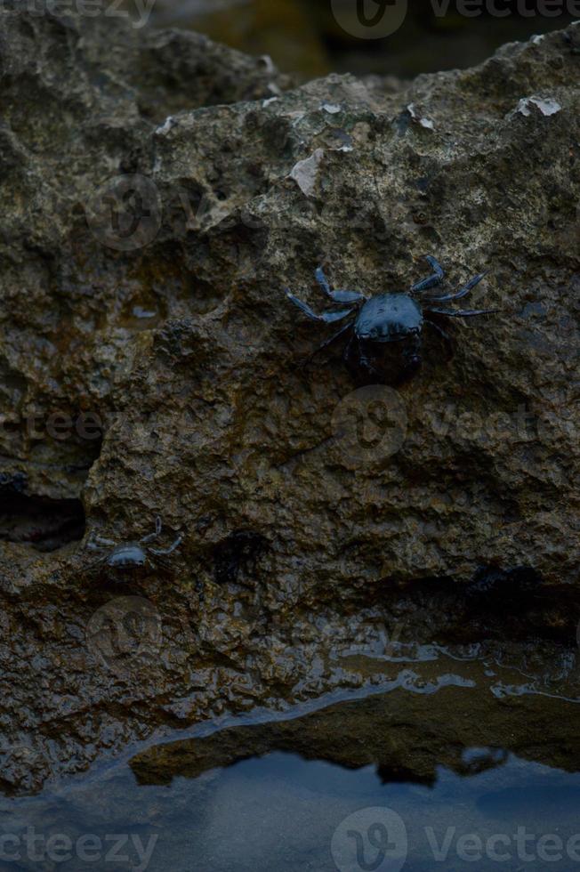 Small crab, crabs on rocks at the beach, at the sea, photo