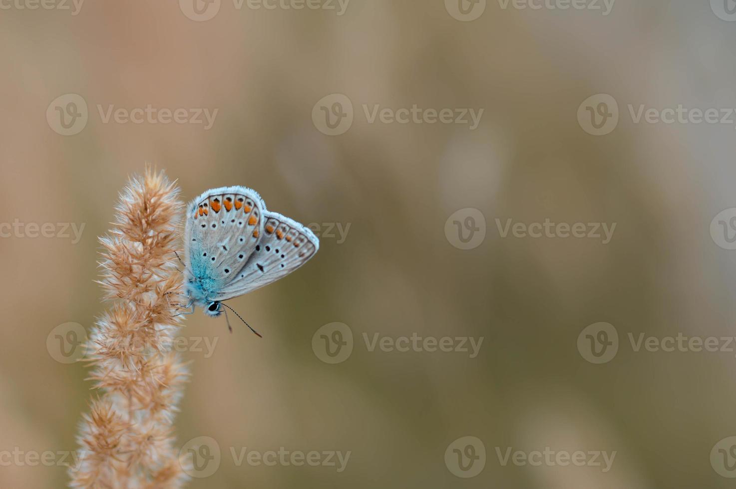 pequeña mariposa azul en una planta en el medio silvestre foto