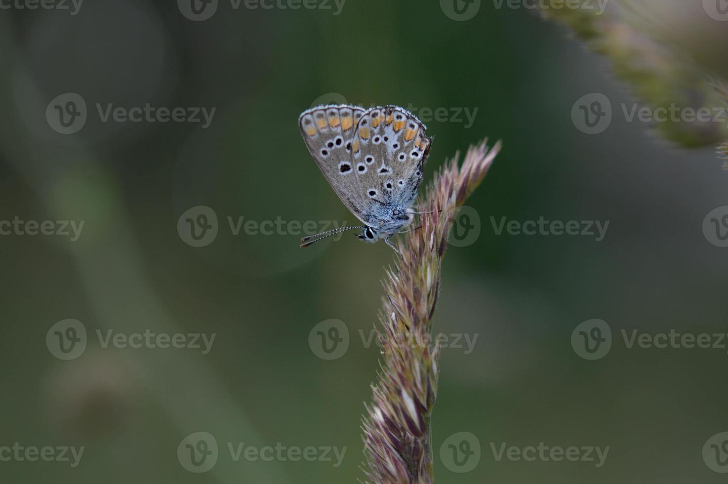 Small gray and blue butterfly with orange and black spots photo