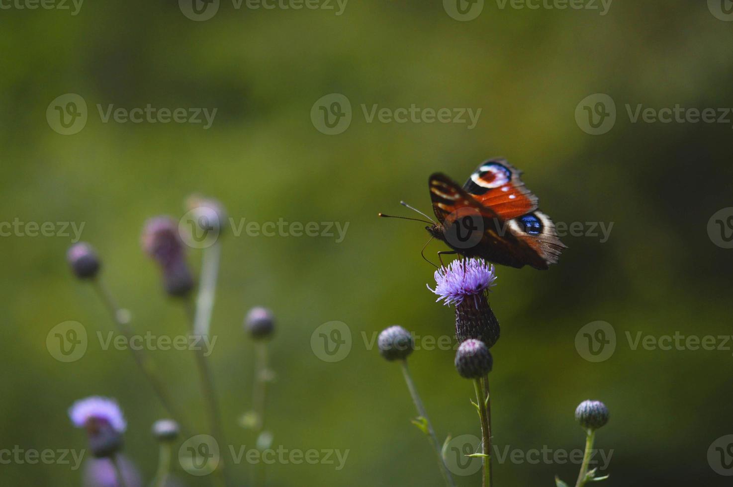 Peacock butterfly on a purple wildflower nature photo