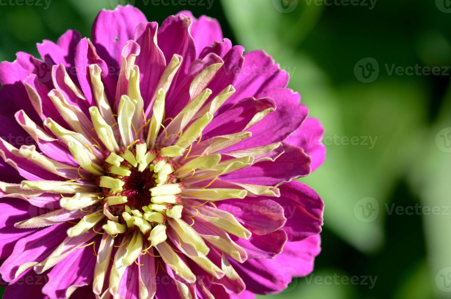 macro de flor de zinnia elegante púrpura y amarilla, zinnia común foto