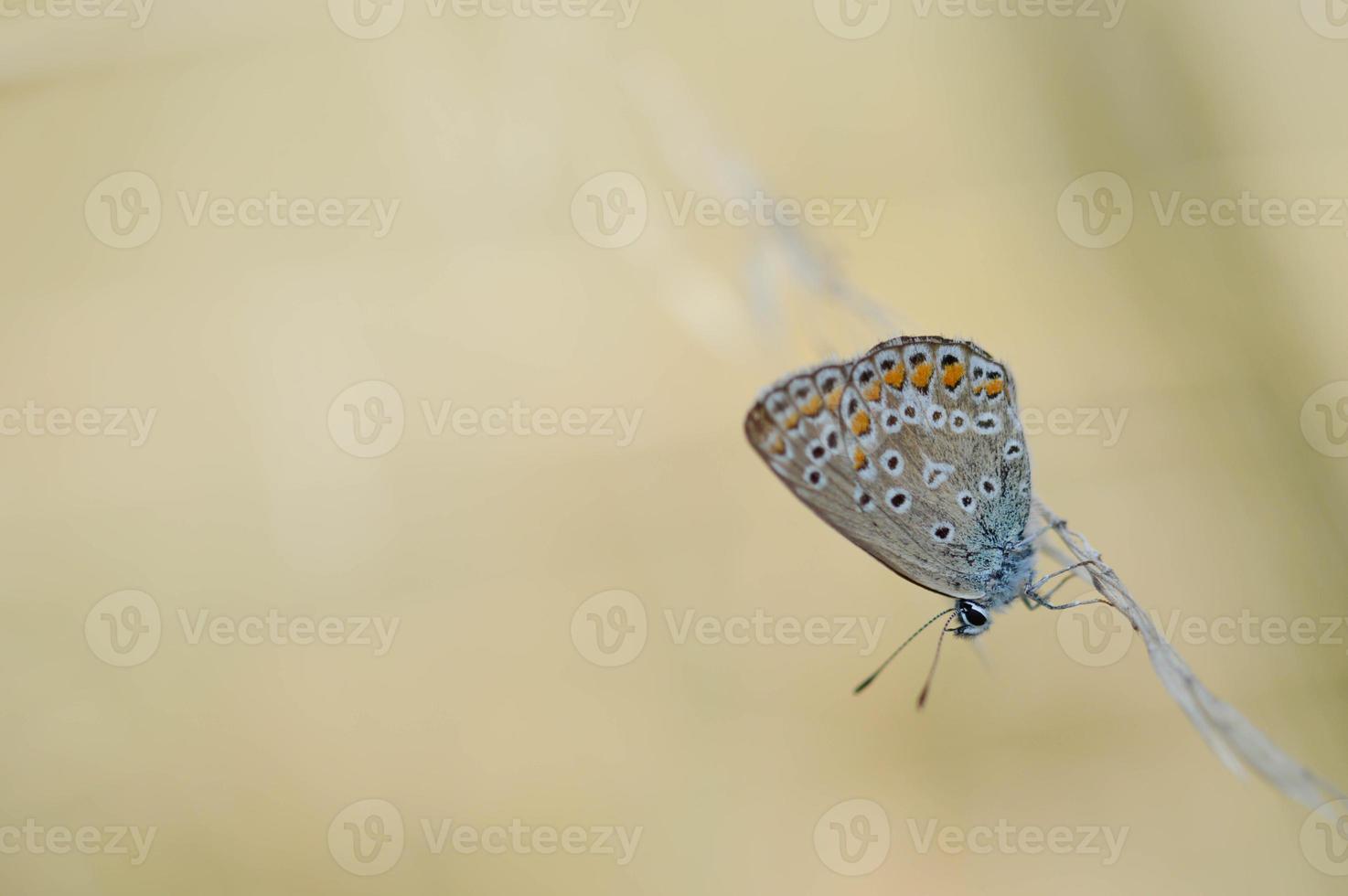 Brown argus small butterfly on a plant in nature macro photo