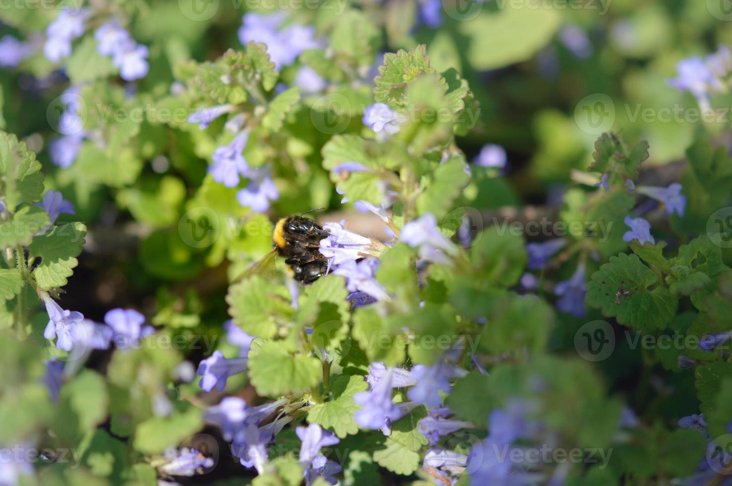Bumblebee on a Ground ivy purple wildflower, close up photo