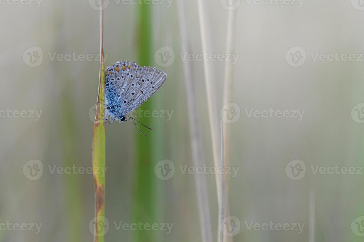 Common blue butterfly on a leaf in nature macro close up photo