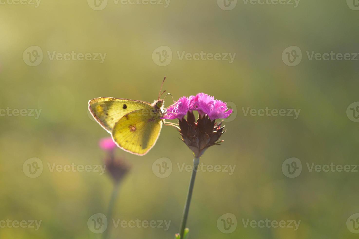 Clouded yellows, yellow butterfly on a flower in nature macro. photo