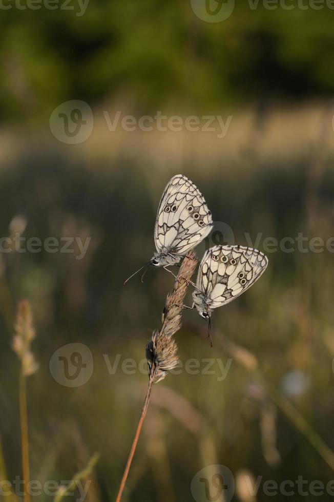 Marbled white, black and white butterfly in the wild photo