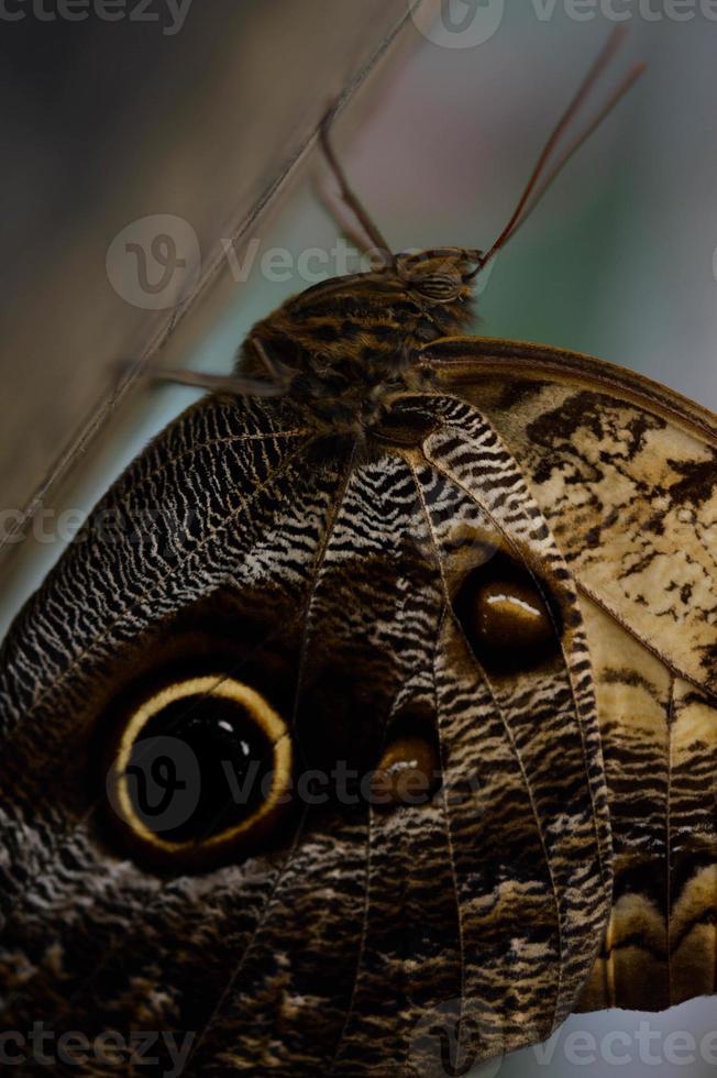 Owl butterfly in the butterfly house, big brown butterfly photo