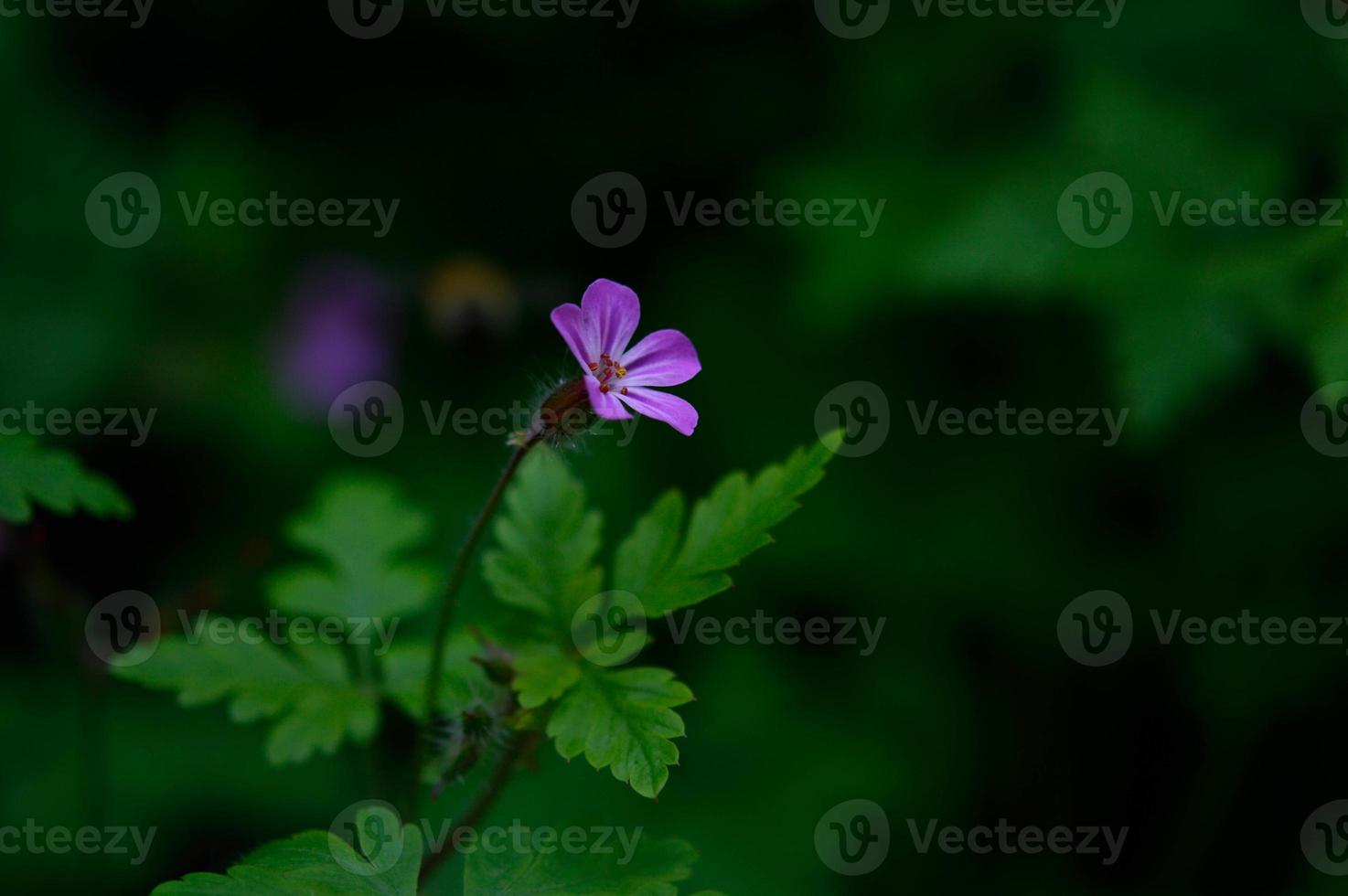 Geranium robertianum, small purple flower, photo