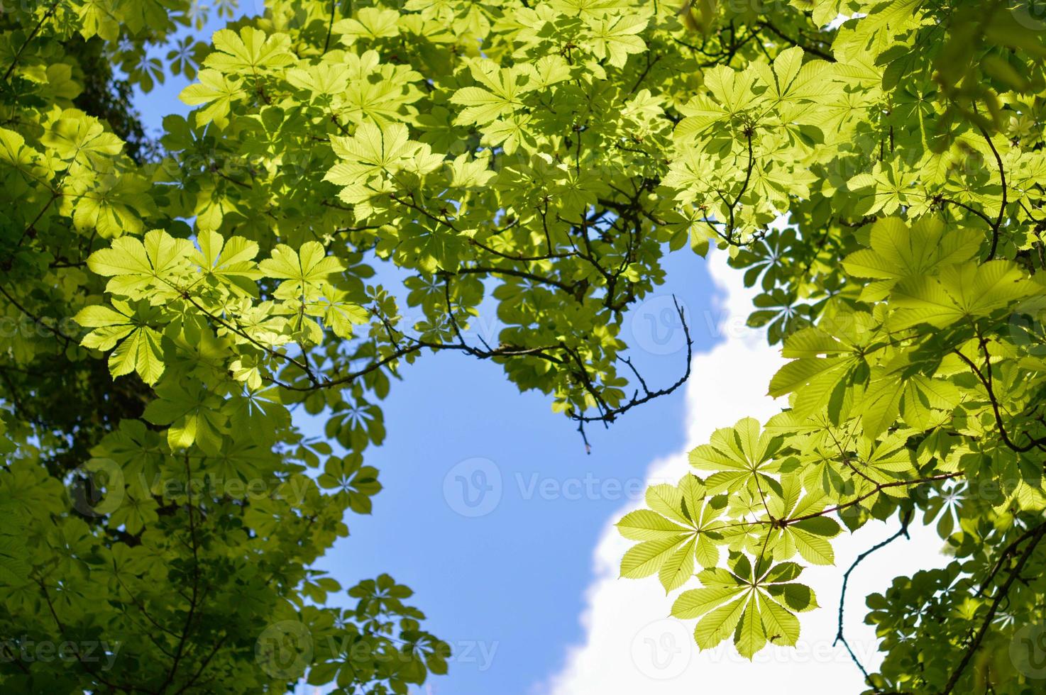 Chestnut leaves, chestnut trees photo