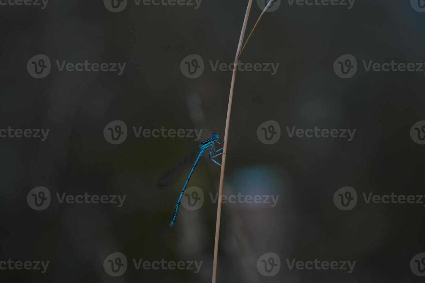 Blue dragonfly on a dry plant in nature dark background. photo